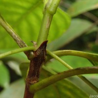 Timonius flavescens (Jacq.) Baker
